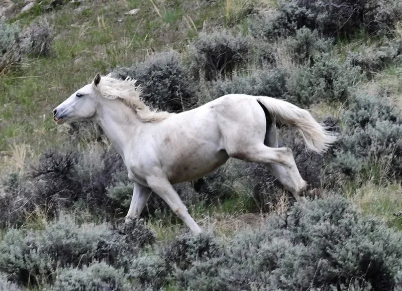 Running Free