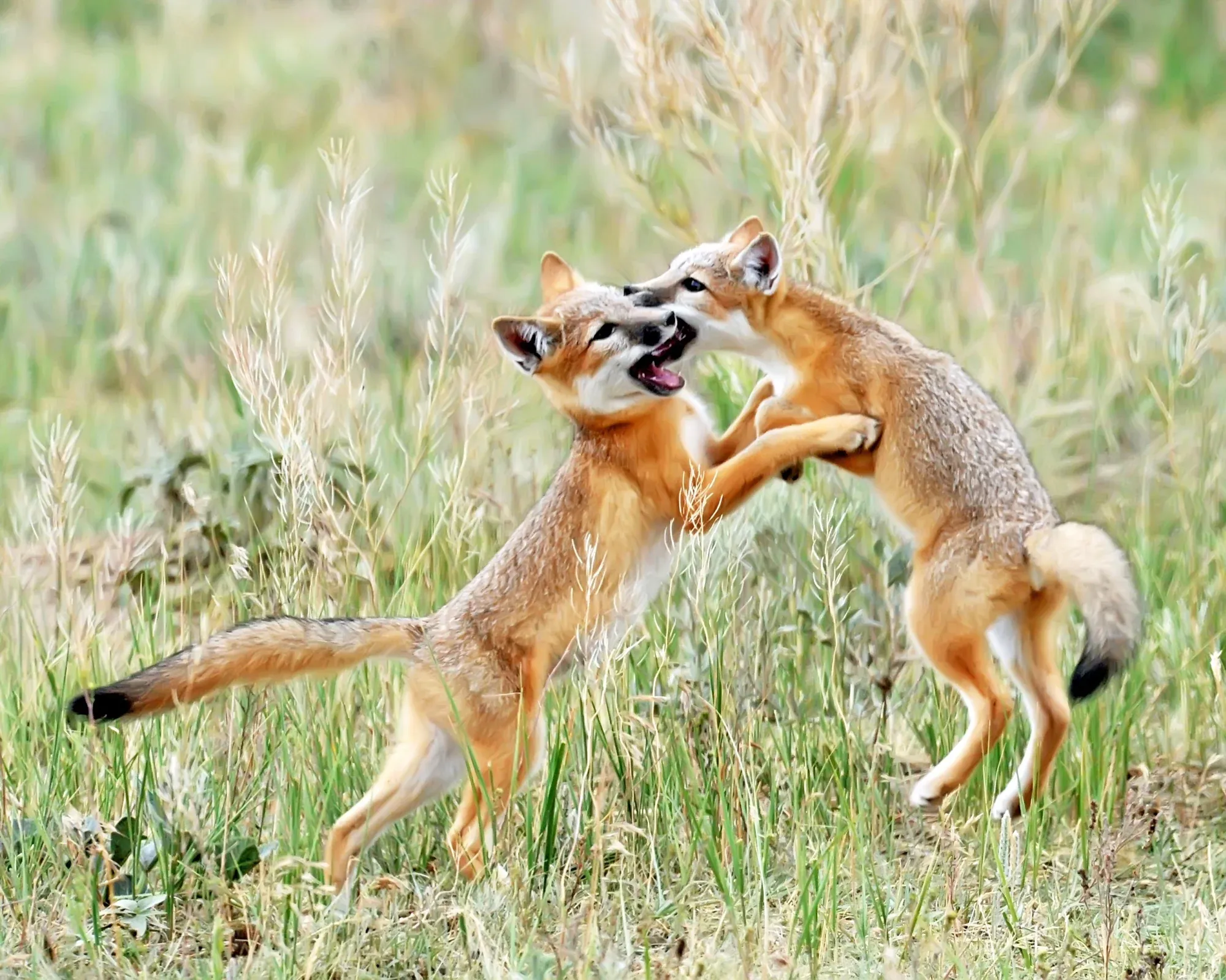 Swift Foxes at Play