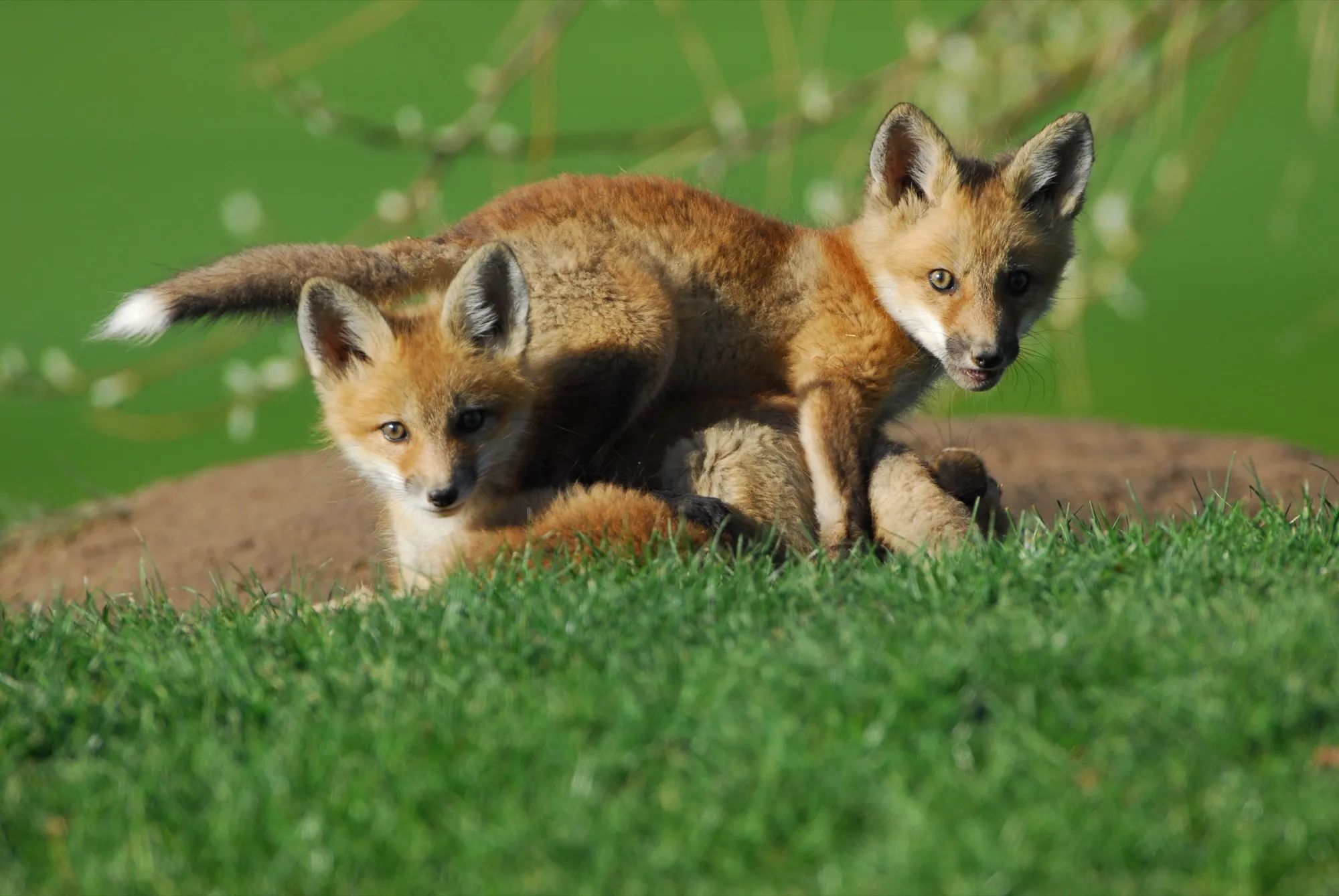 Red Fox