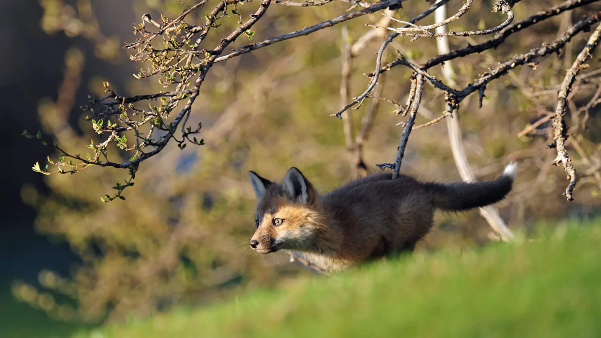 Red Fox