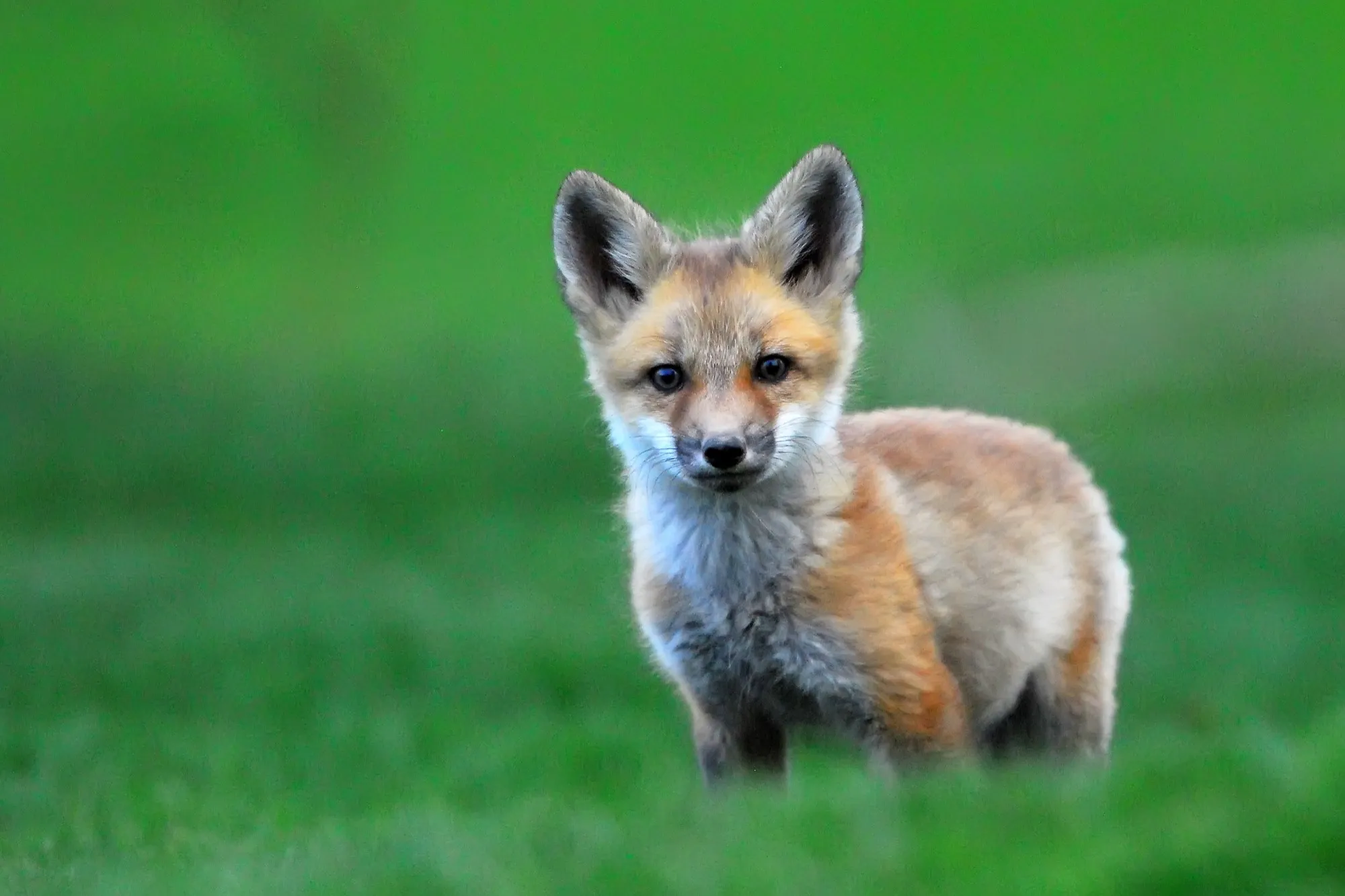 Red Fox