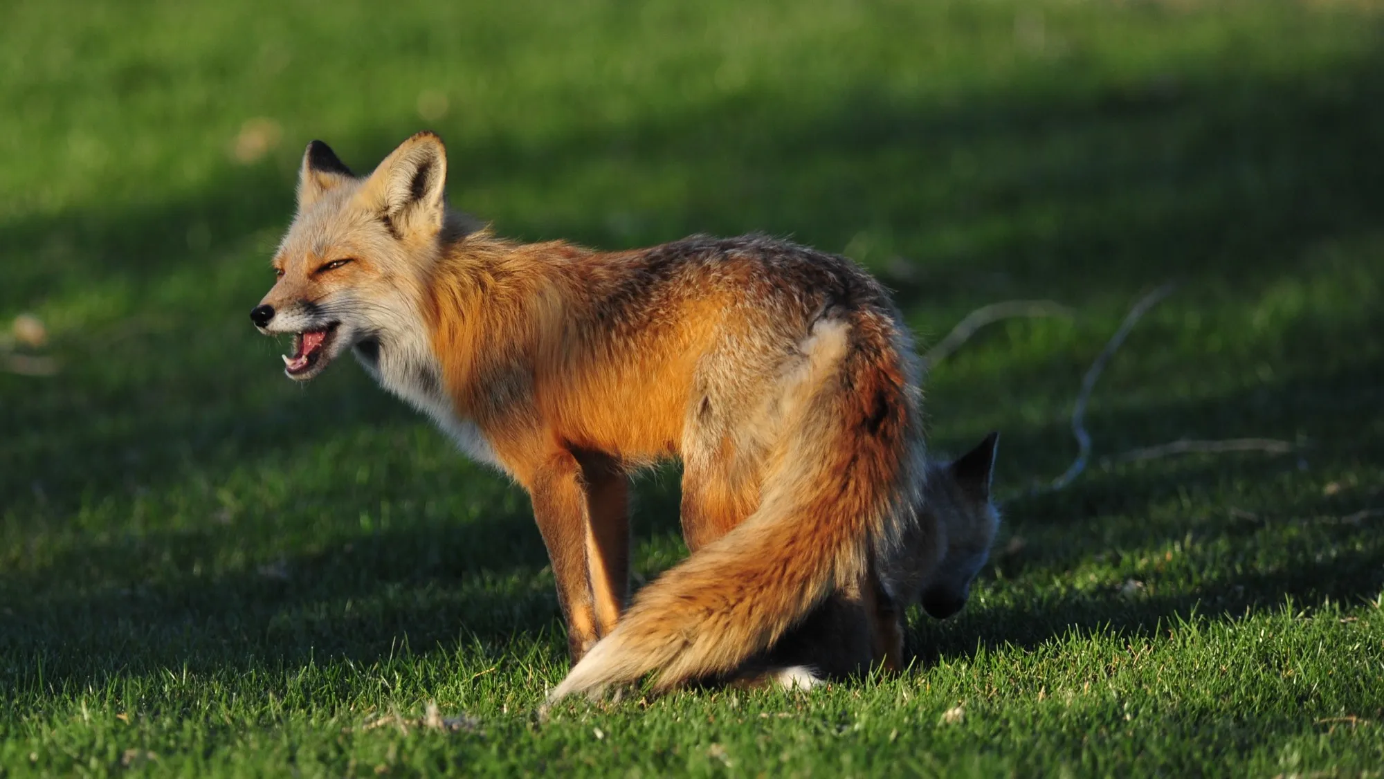 Red Fox
