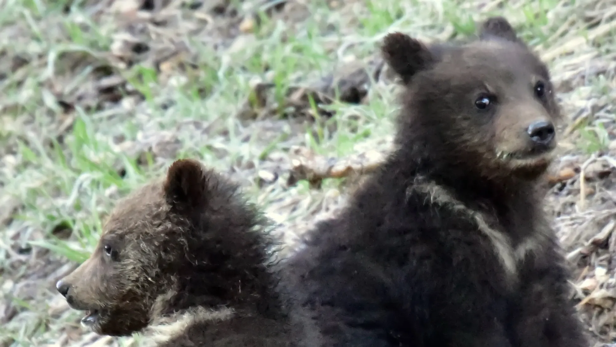 Grizzly Bear