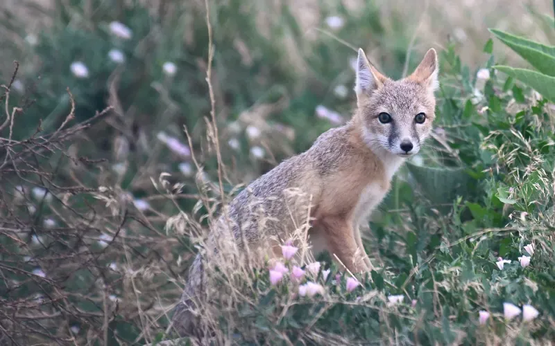 Among the Wildflowers