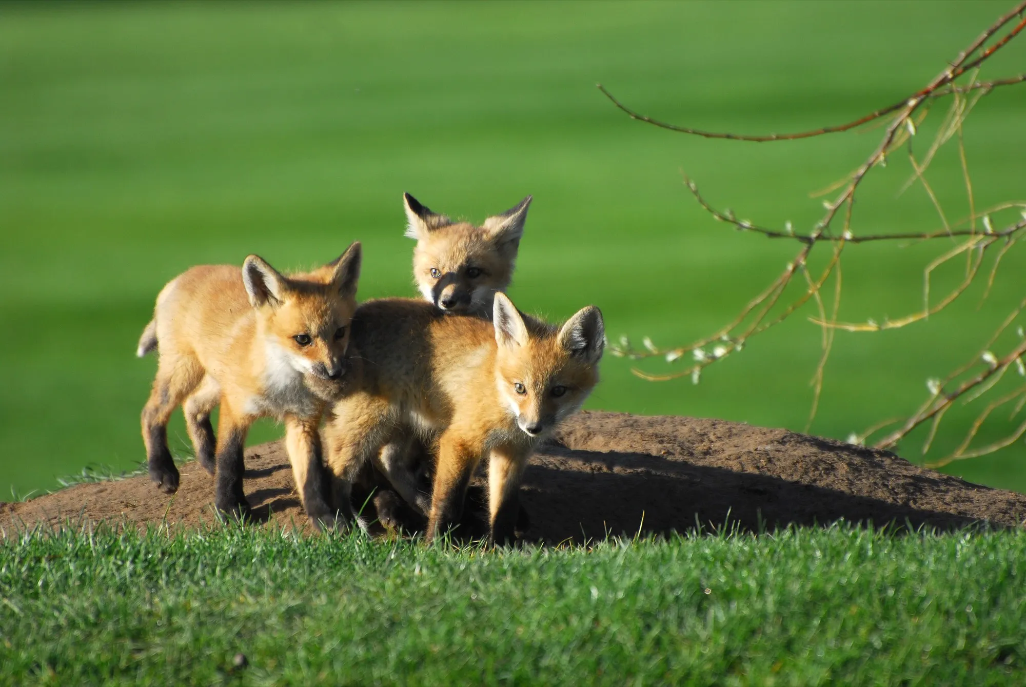 Red Fox