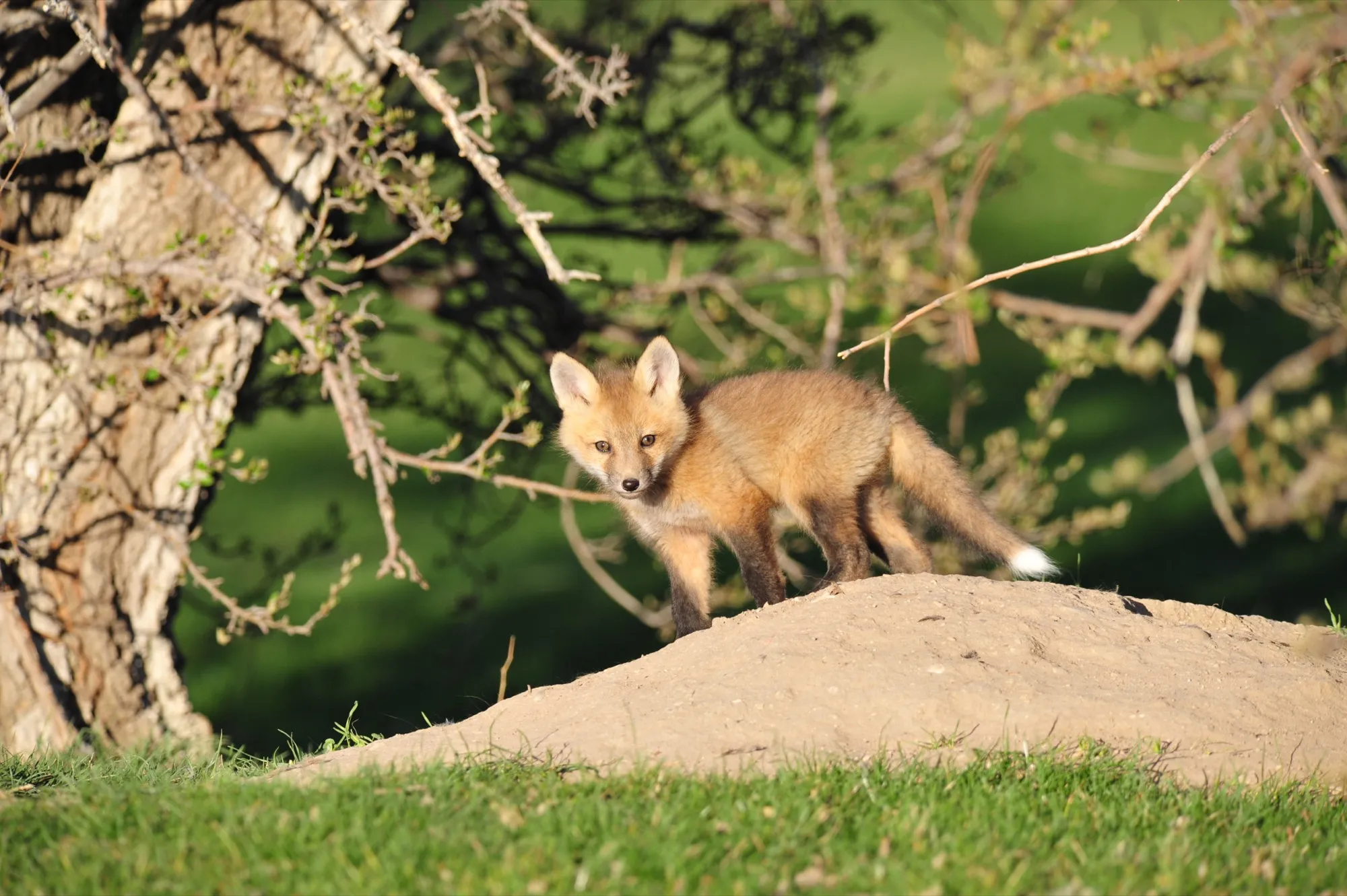 Red Fox