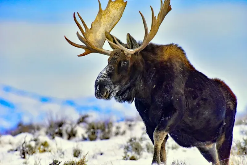 Bull Moose in Winter