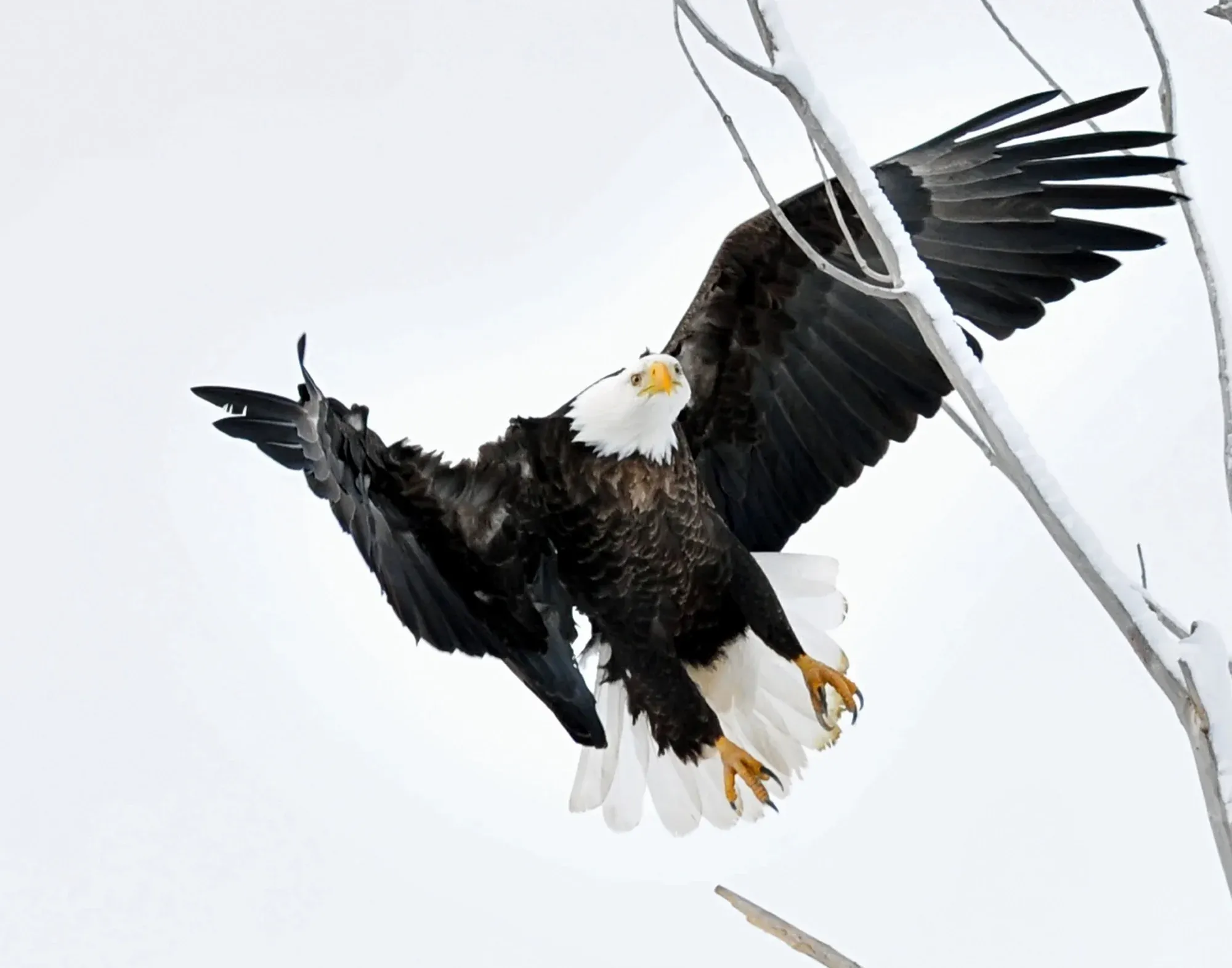 Eagles & Raptors gallery cover