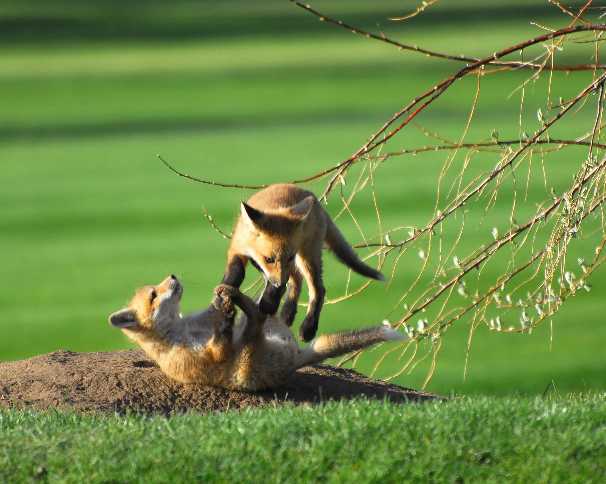 Red Fox