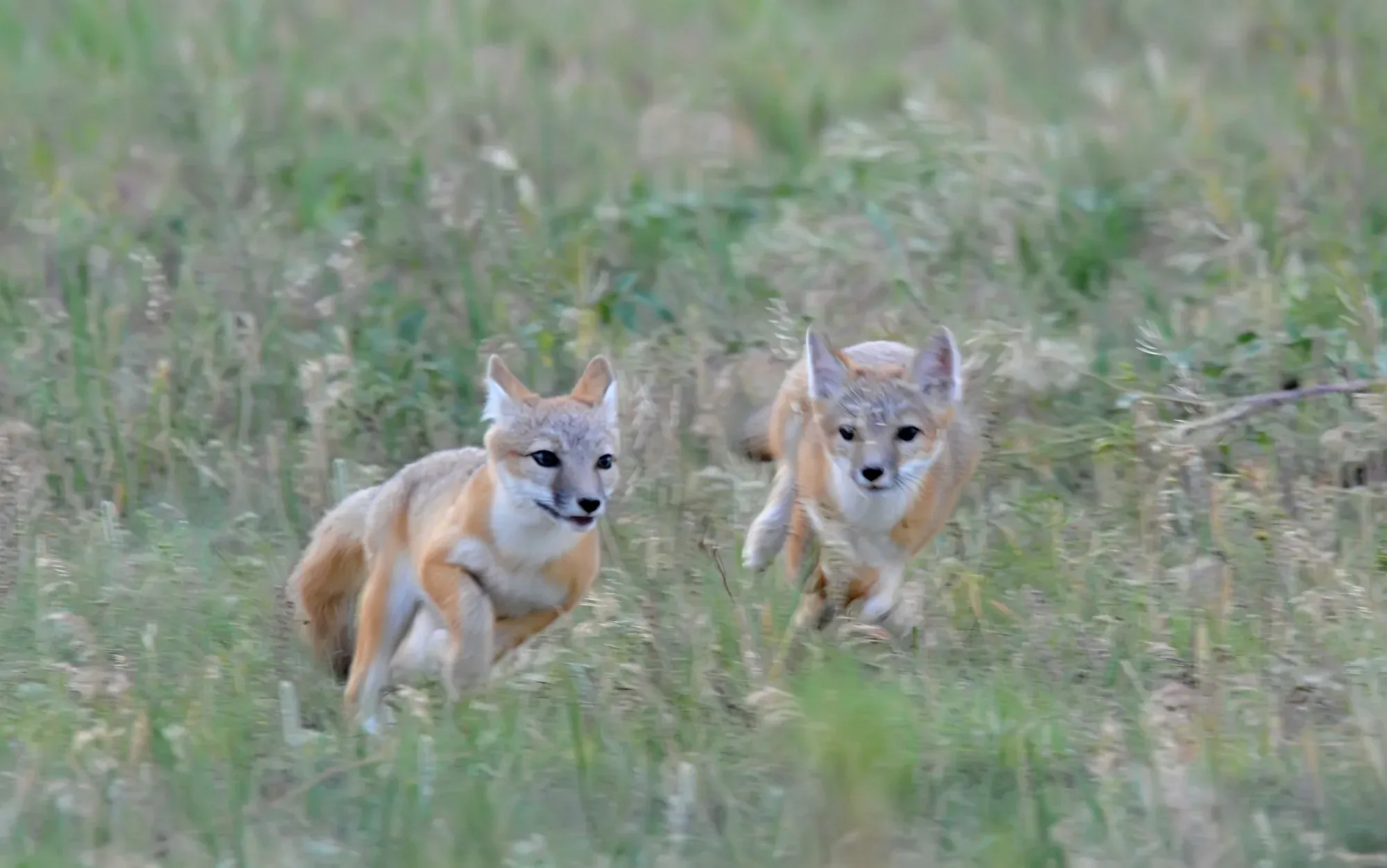 Running Together