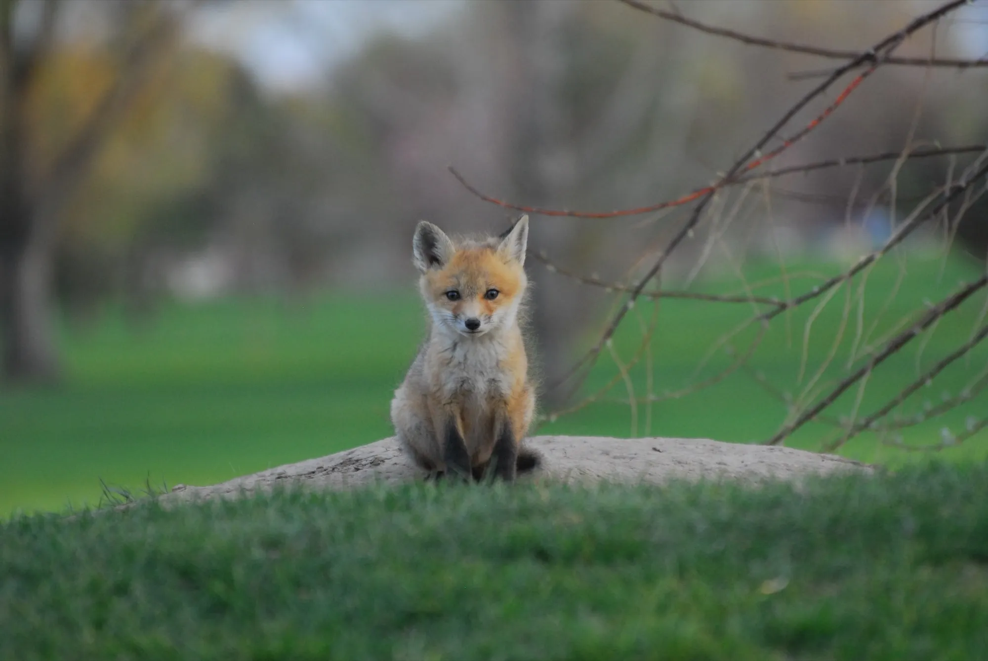 Red Fox