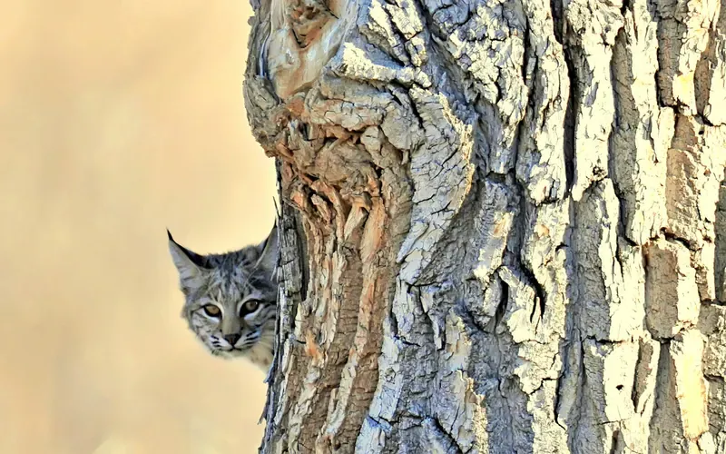 Around the Trunk
