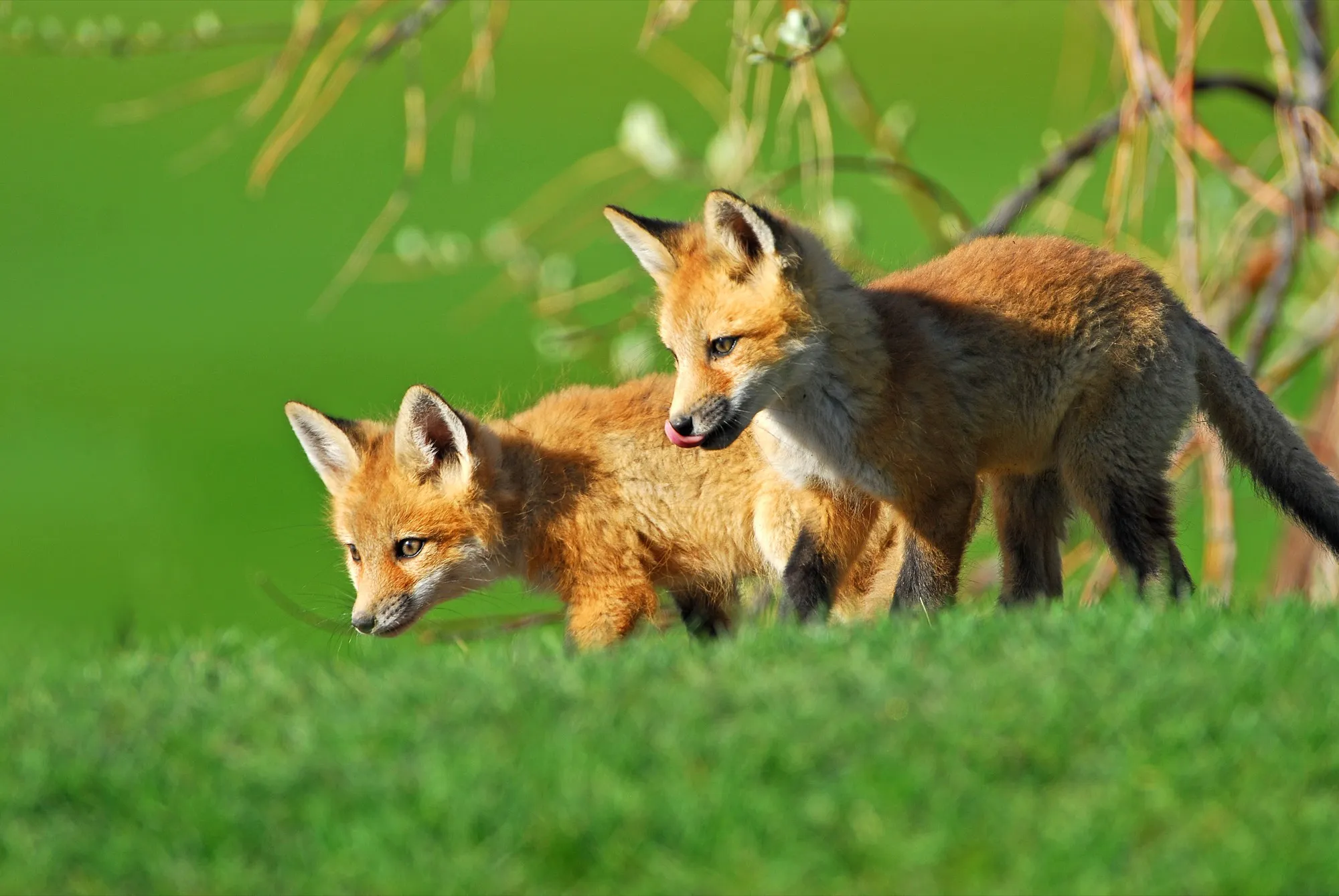 Red Fox