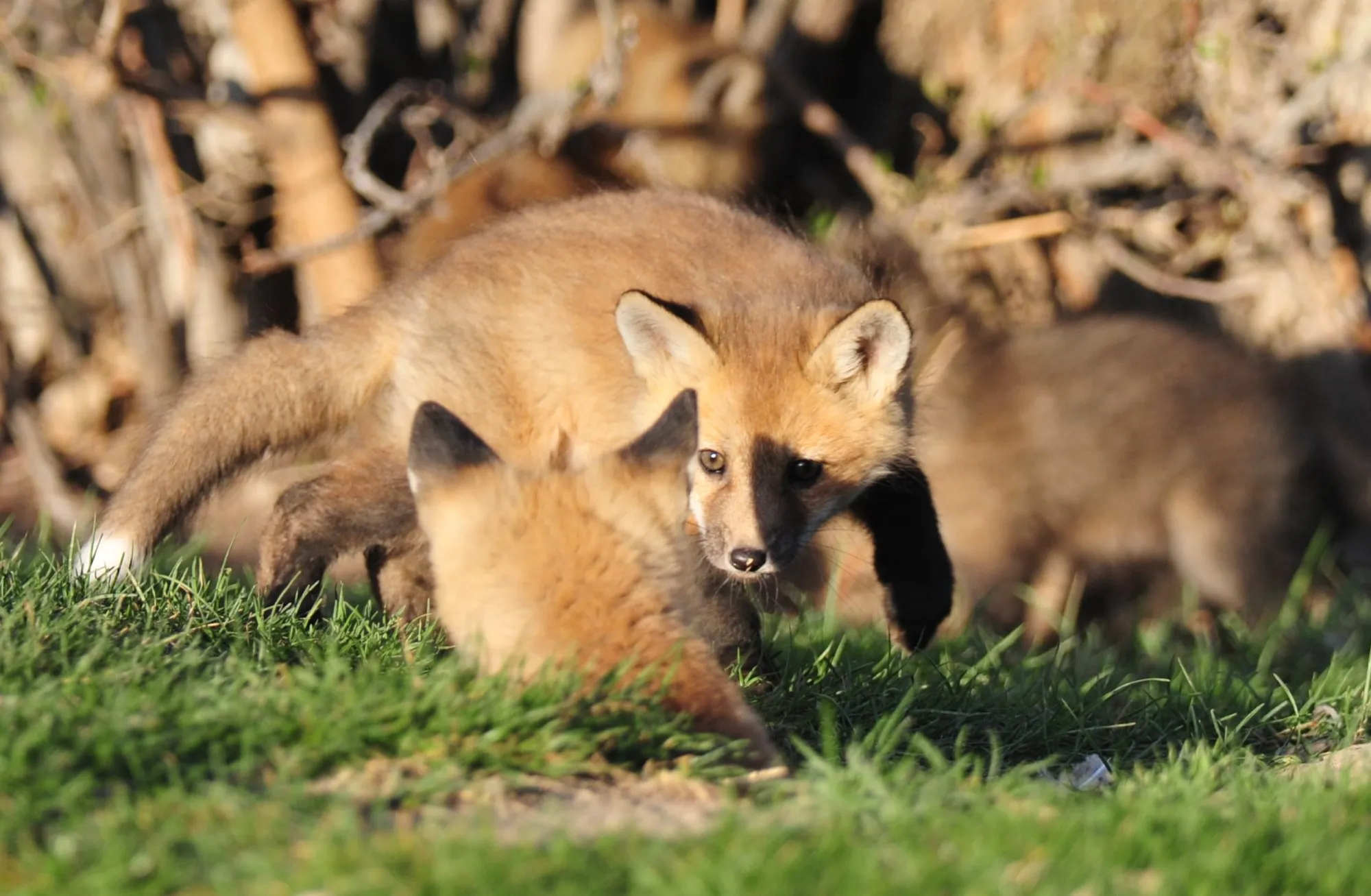 Red Fox