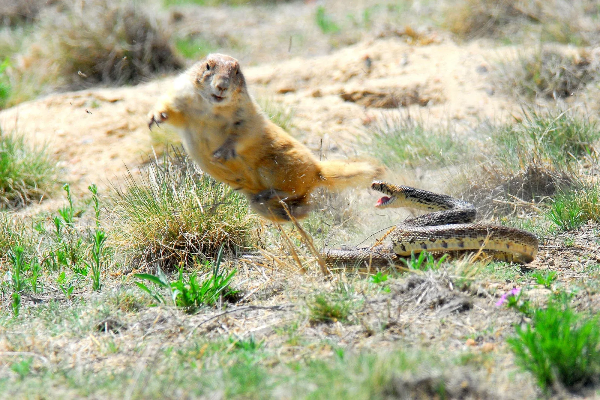 Small Mammals gallery cover