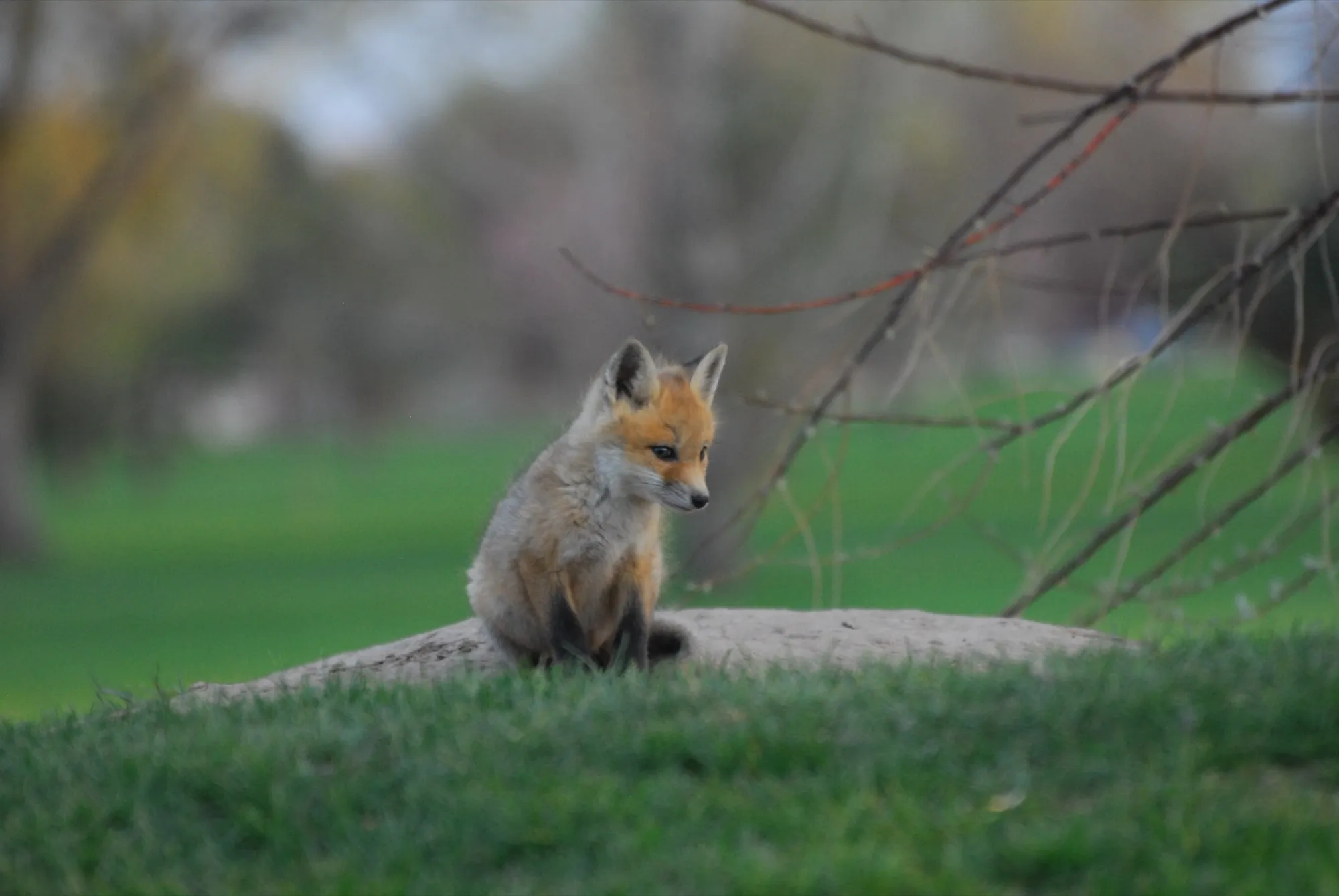Red Fox