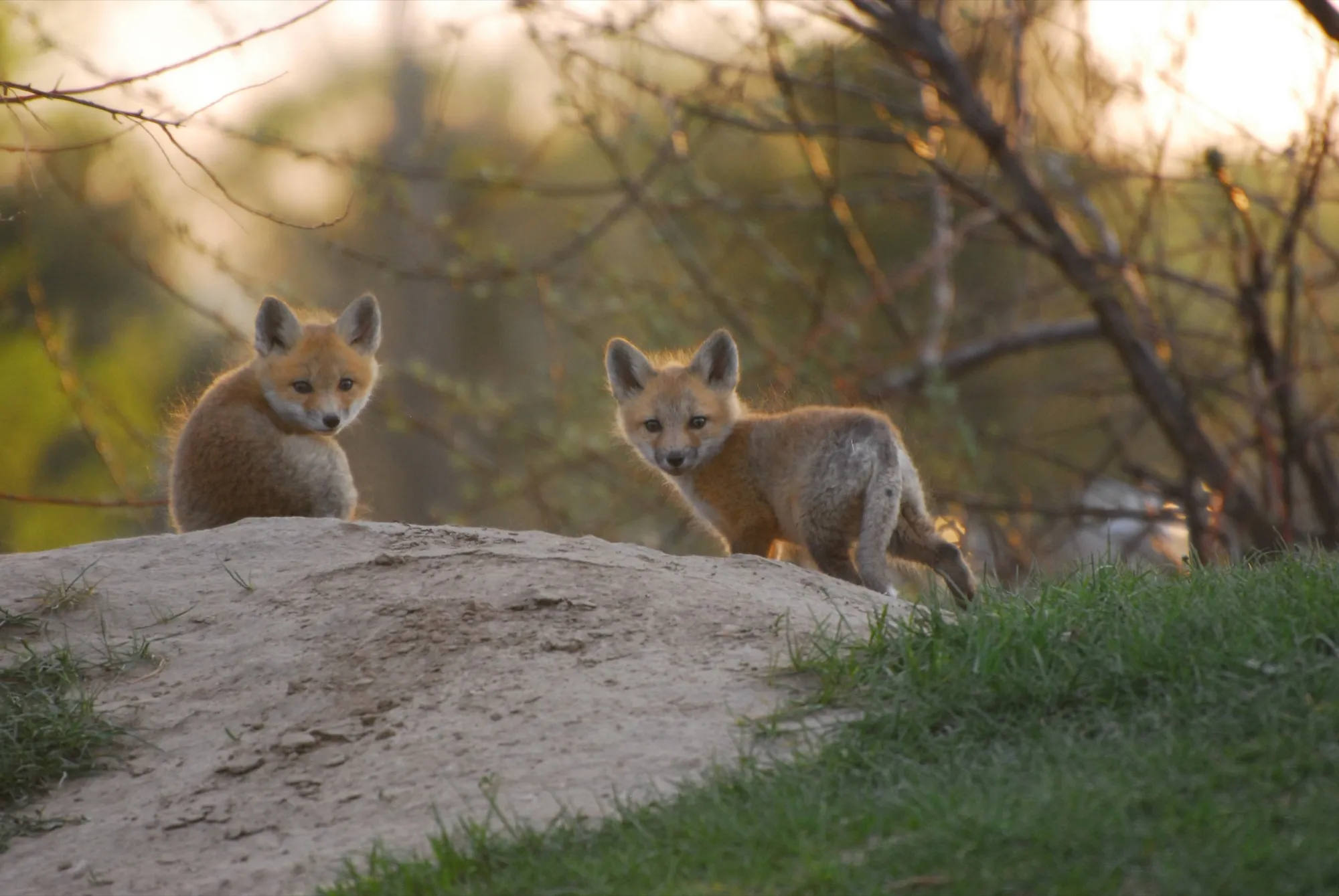 Red Fox