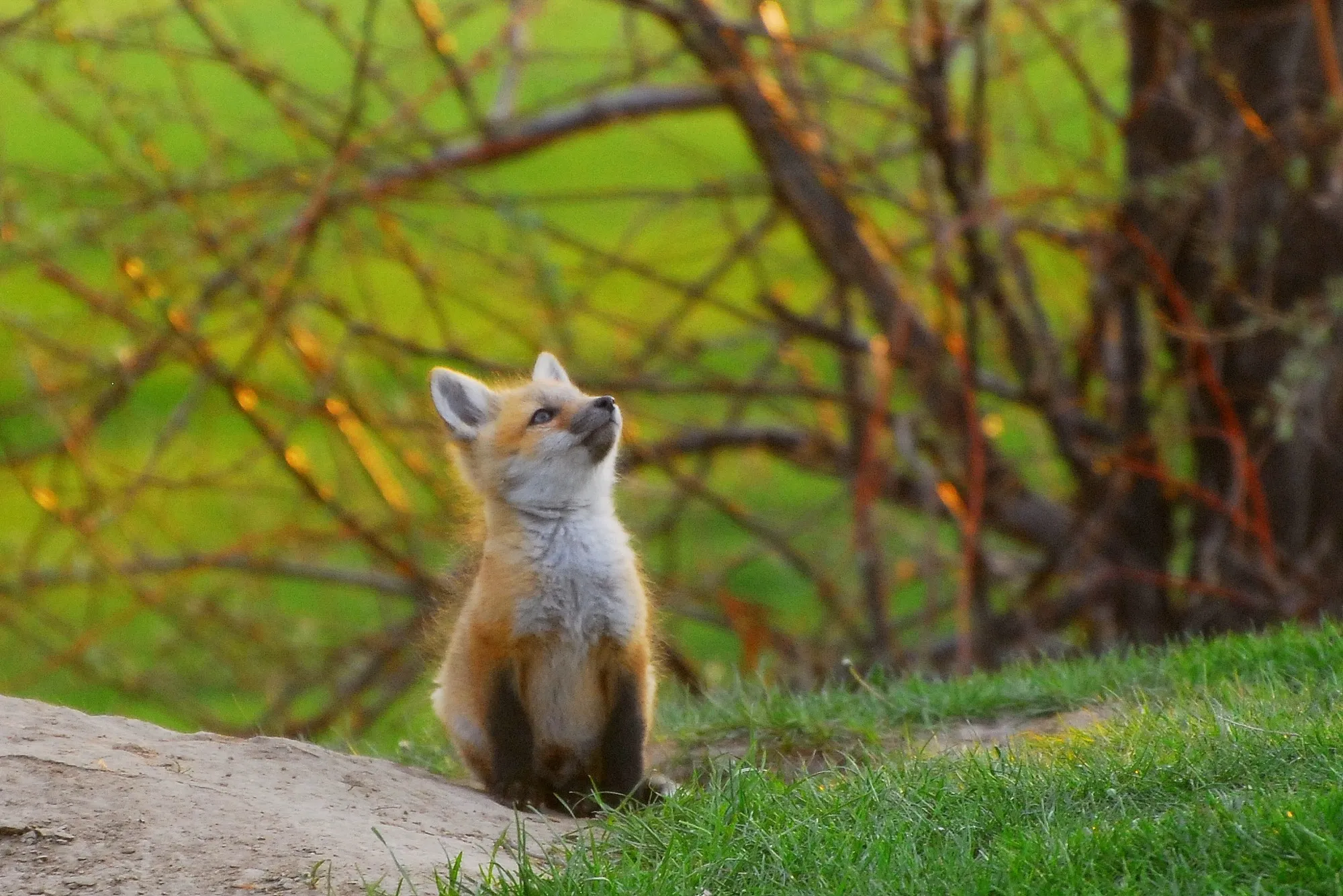 Red Fox