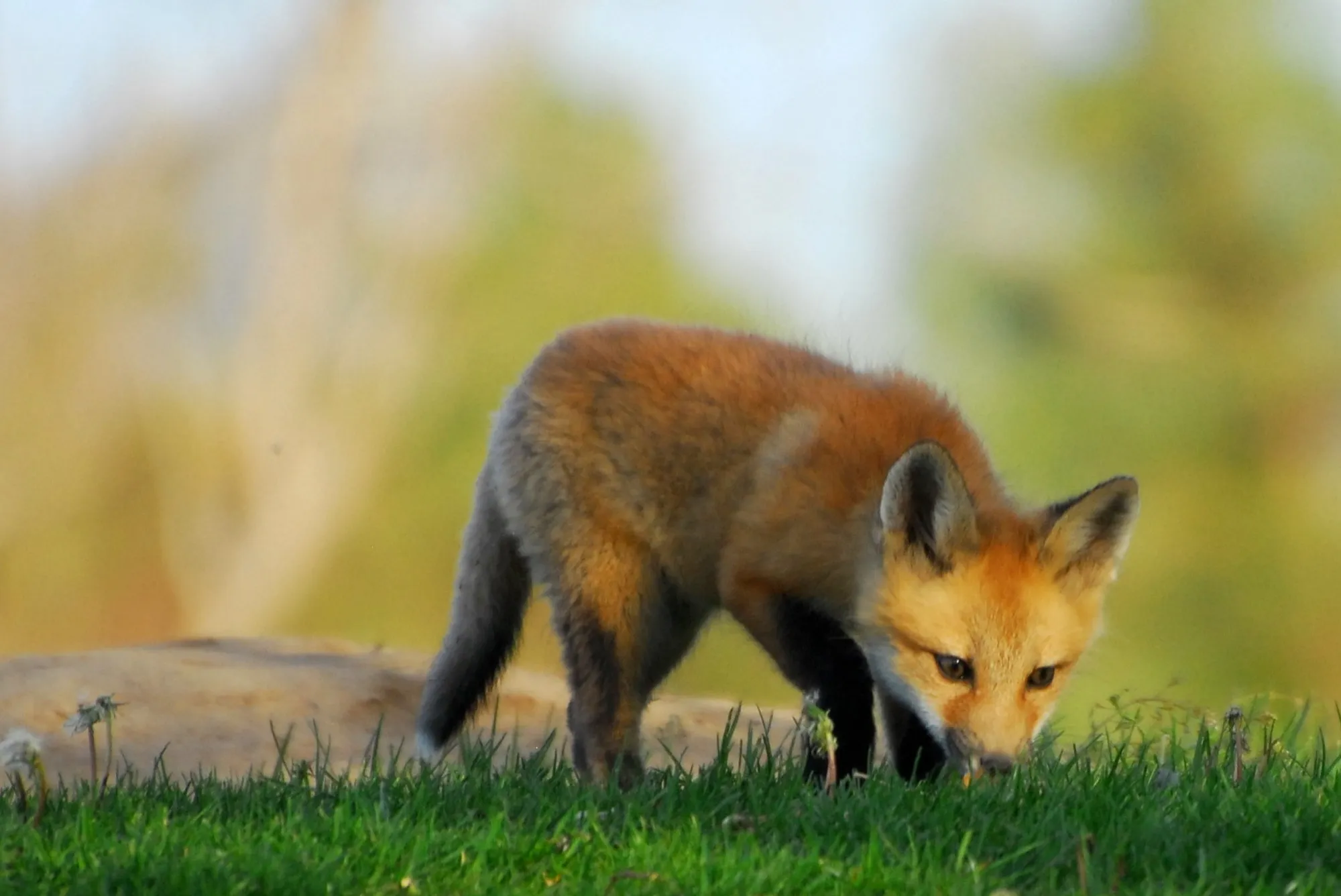Red Fox