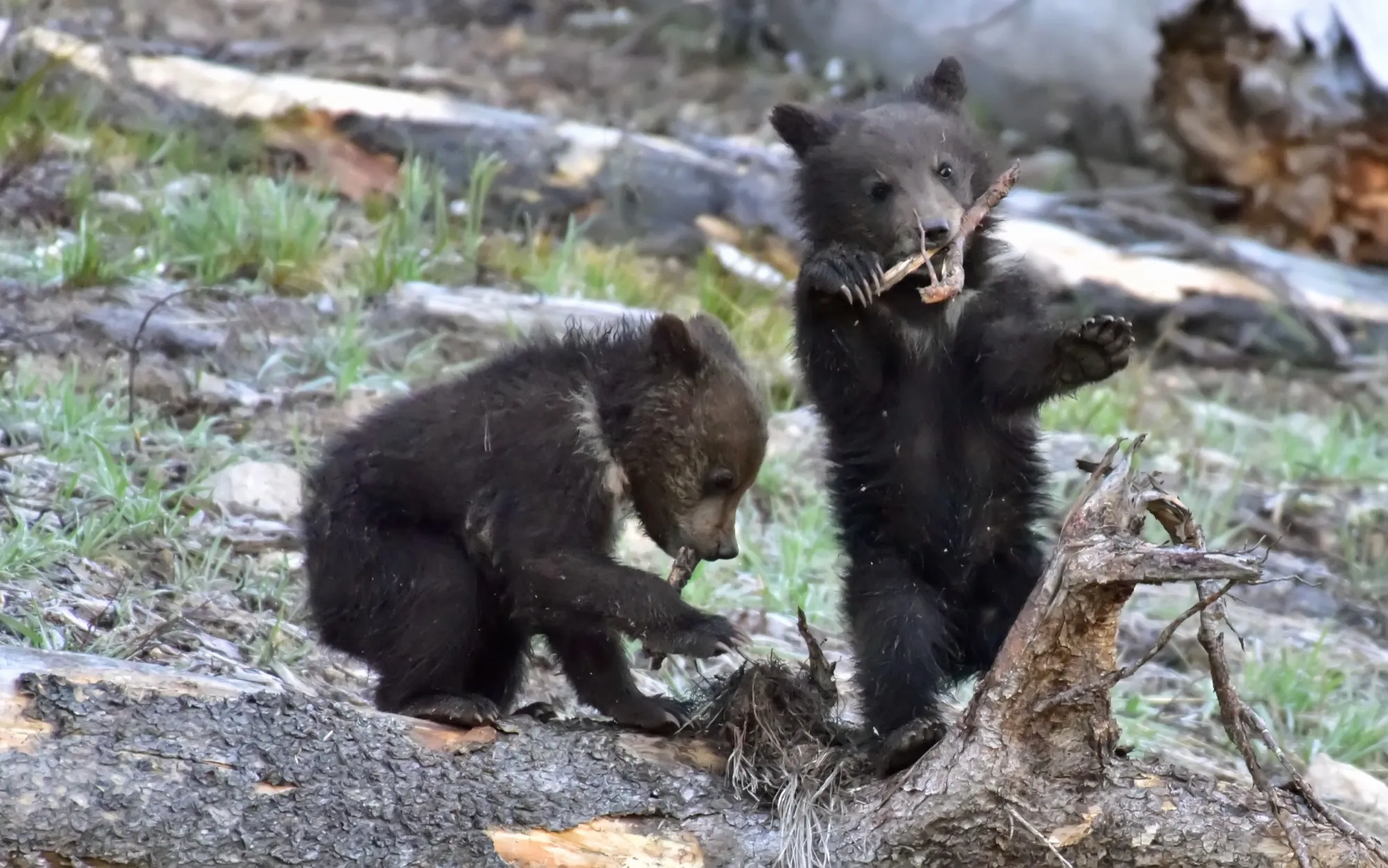 Grizzly Bear