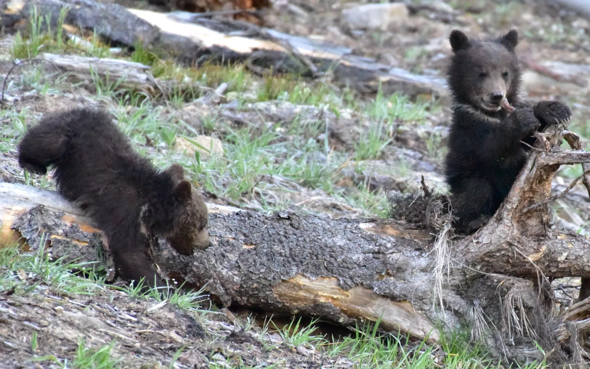 Grizzly Bear
