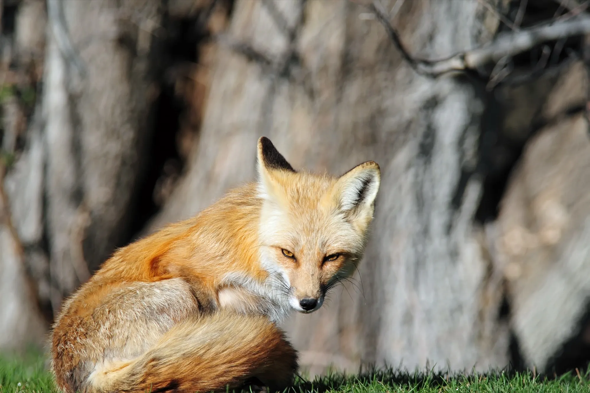 Red Fox