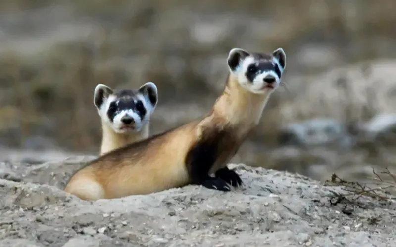 Black-Footed Ferrets