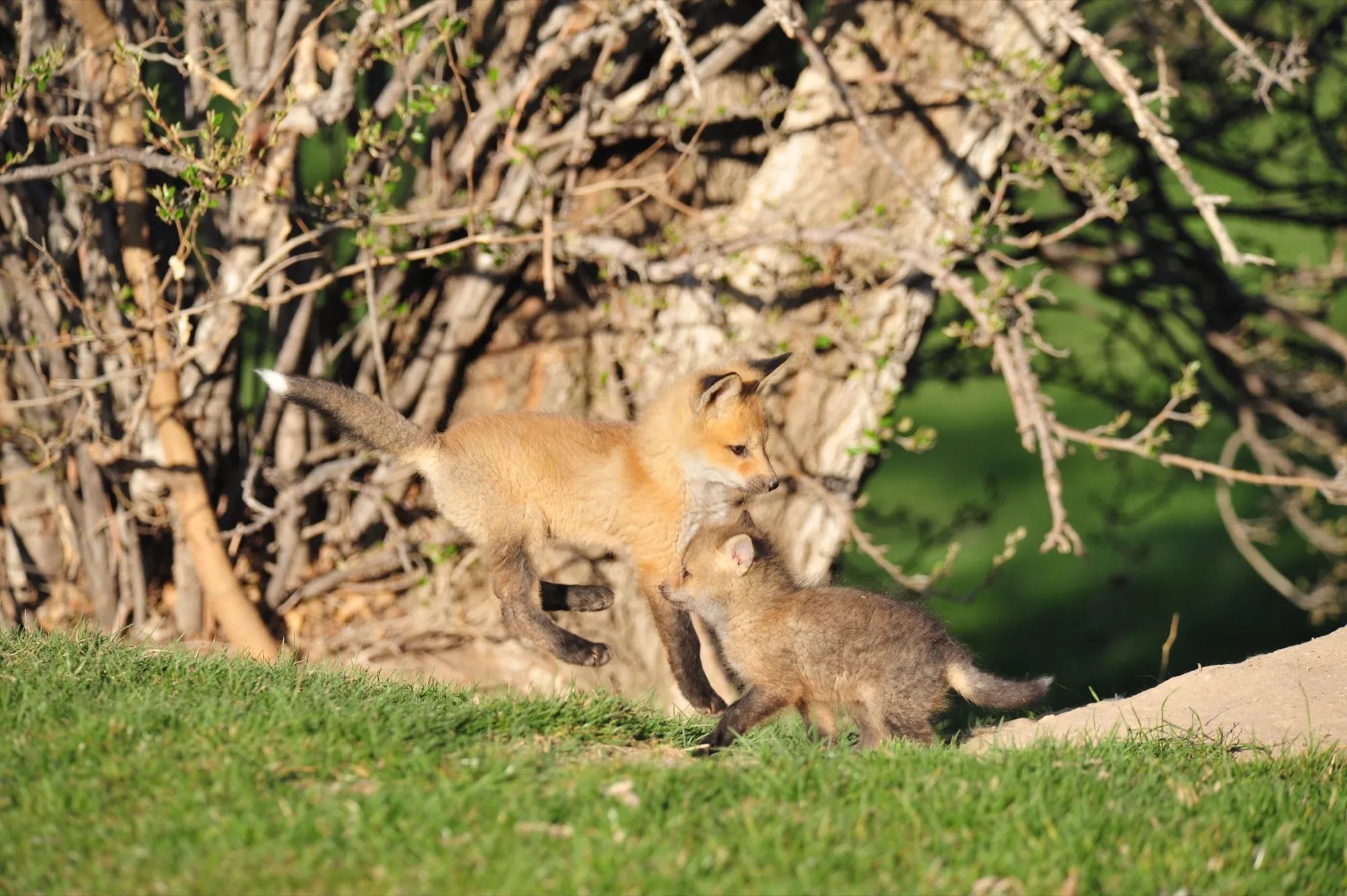 Red Fox