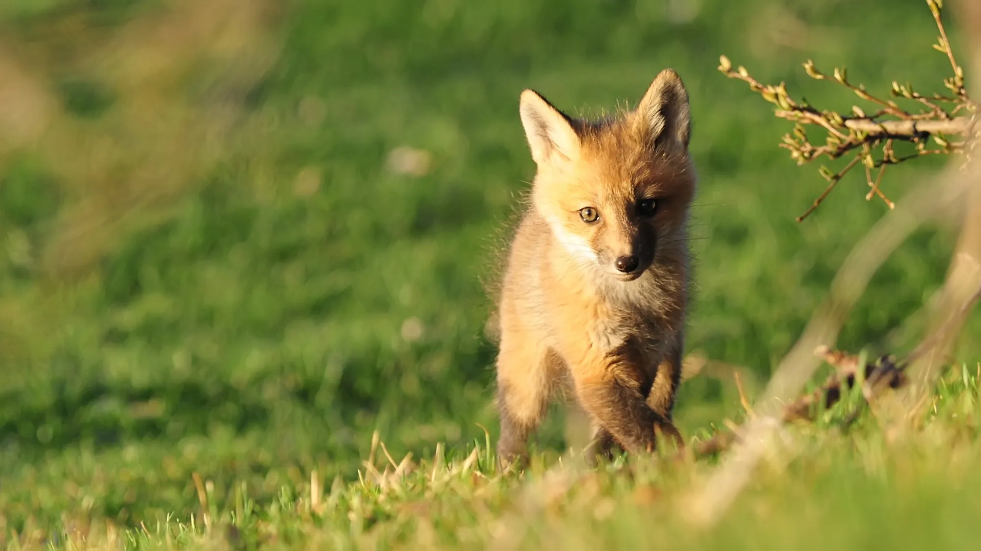 Red Fox