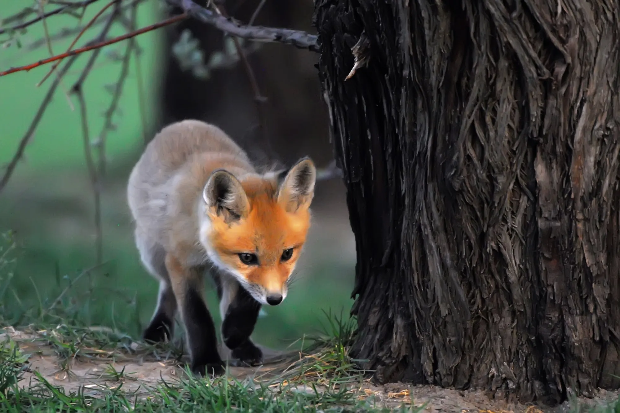 Red Fox