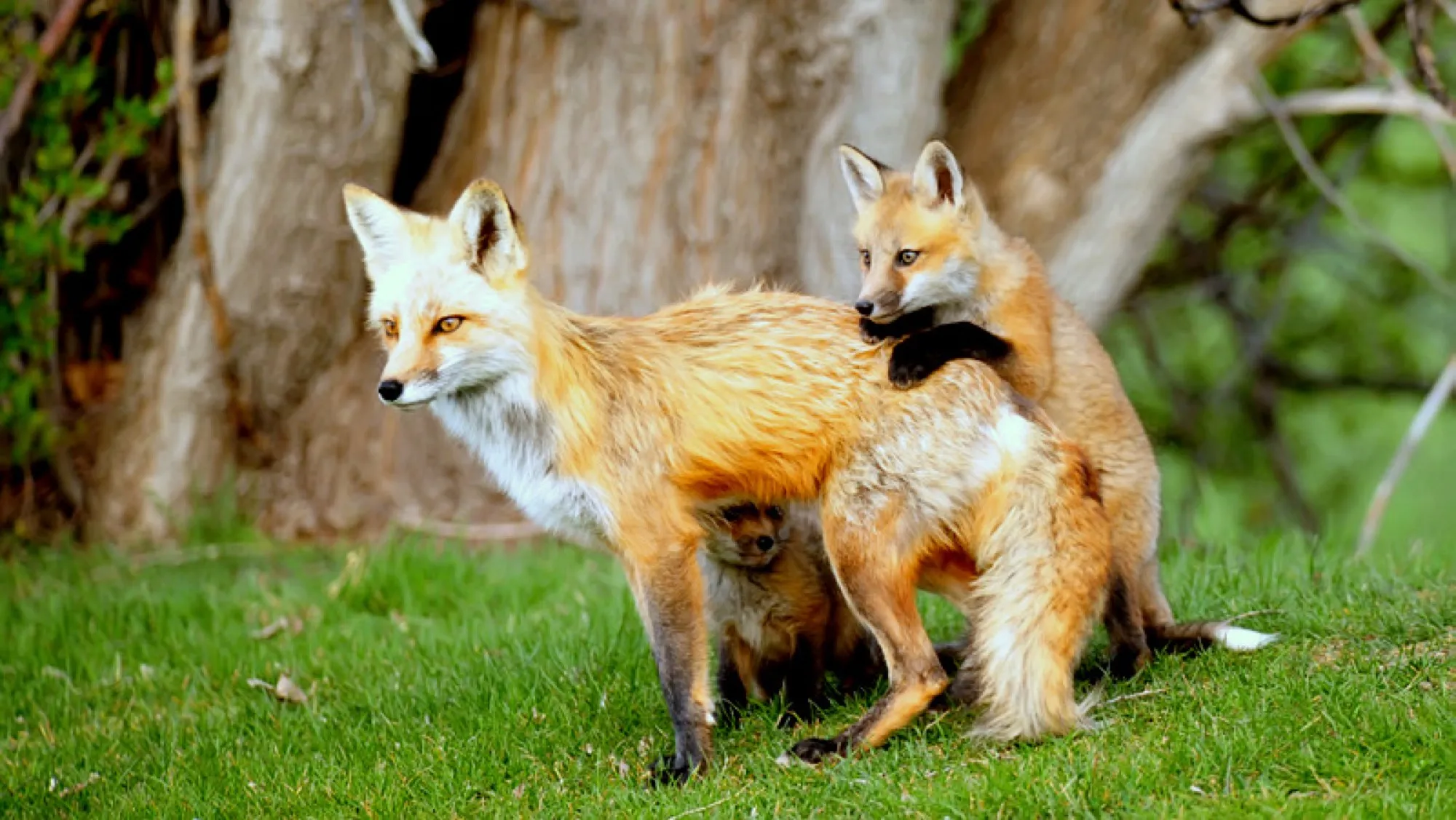 Red Fox