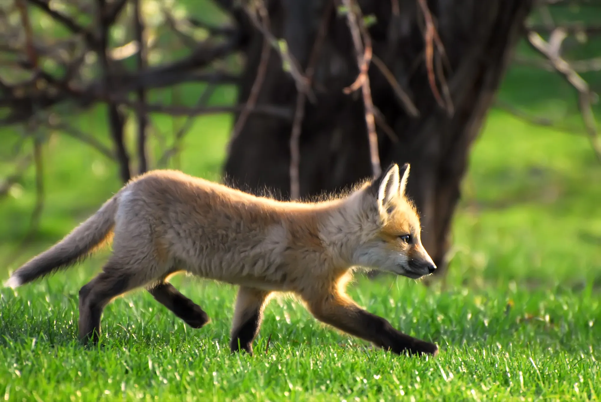 Red Fox