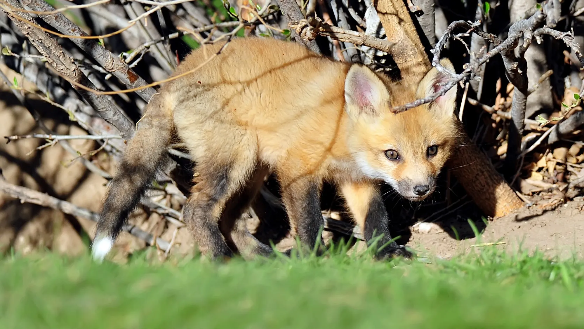 Red Fox