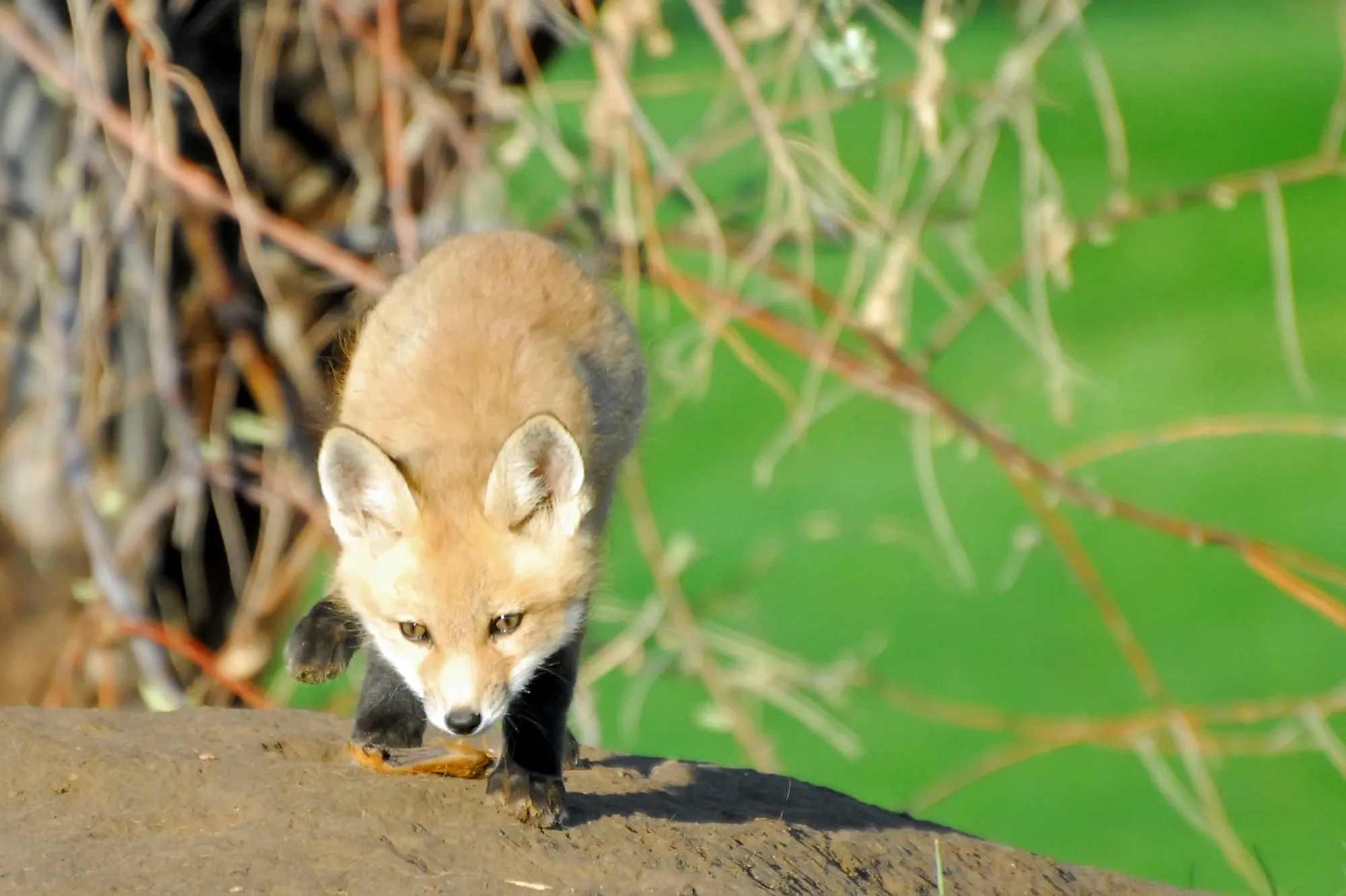 Red Fox