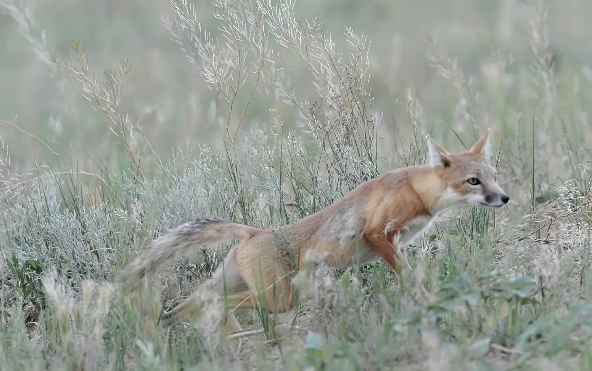 Low Through the Grass