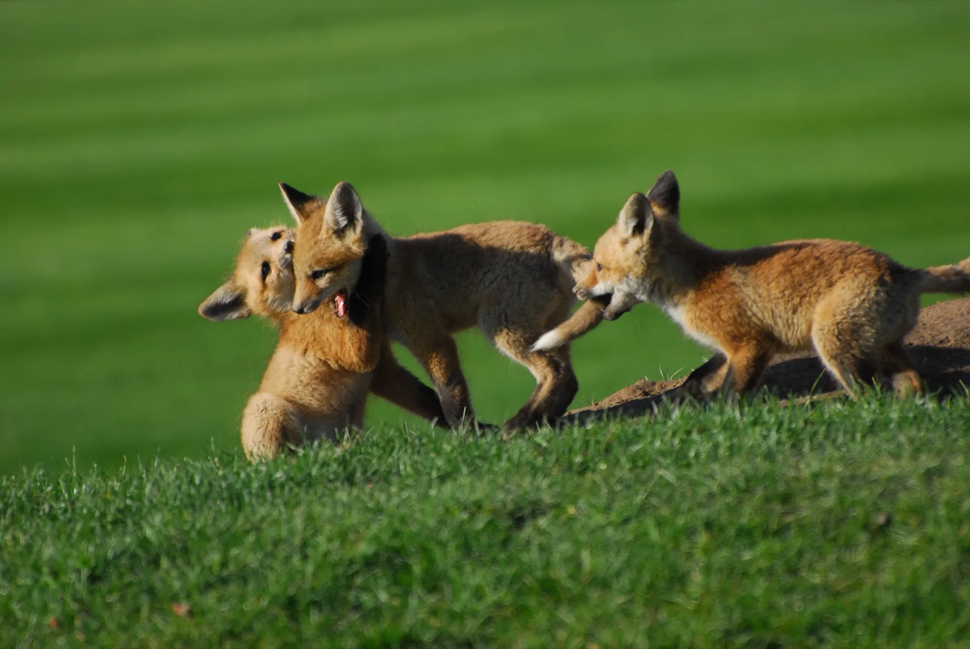 Red Fox
