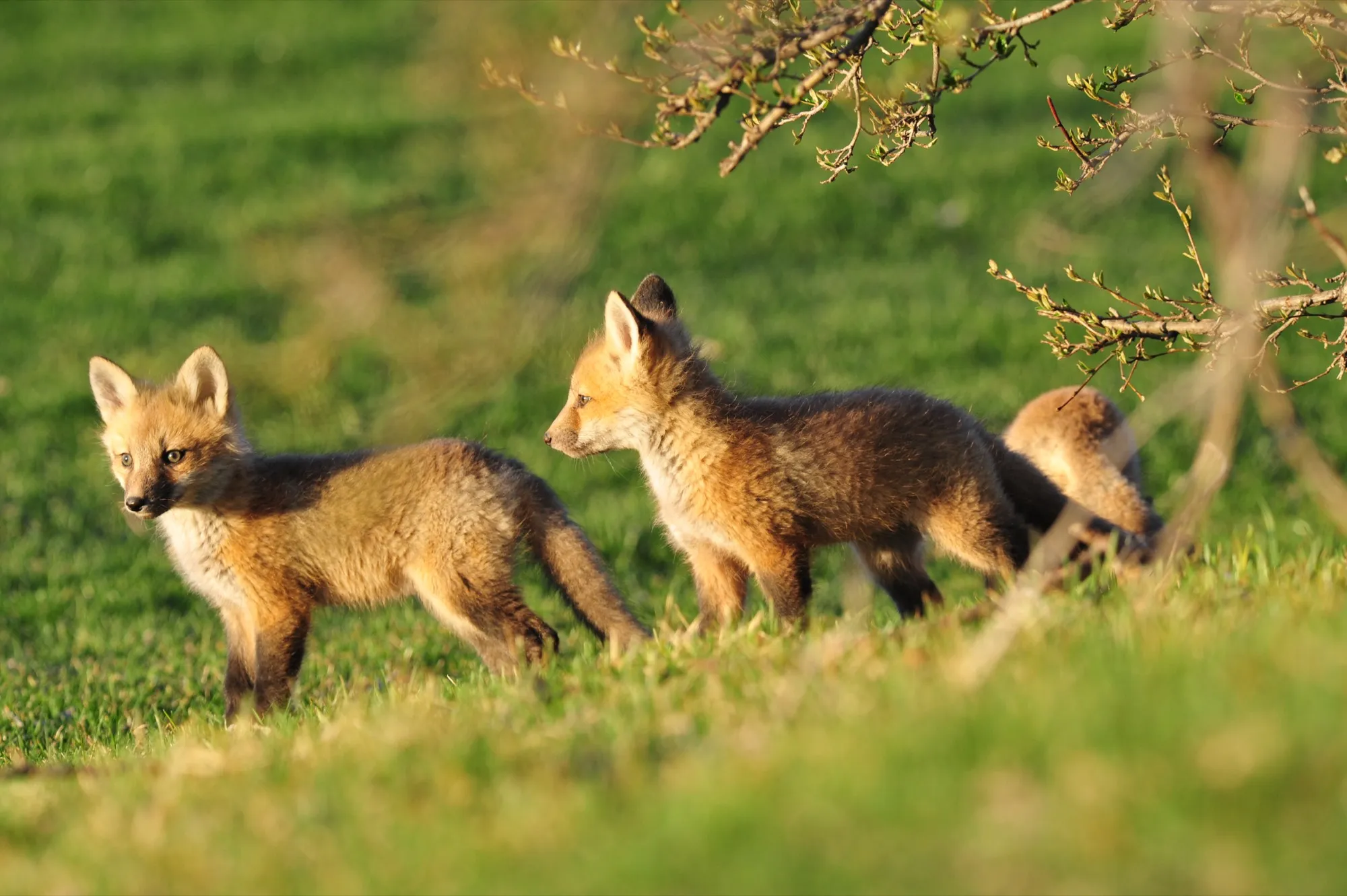 Red Fox