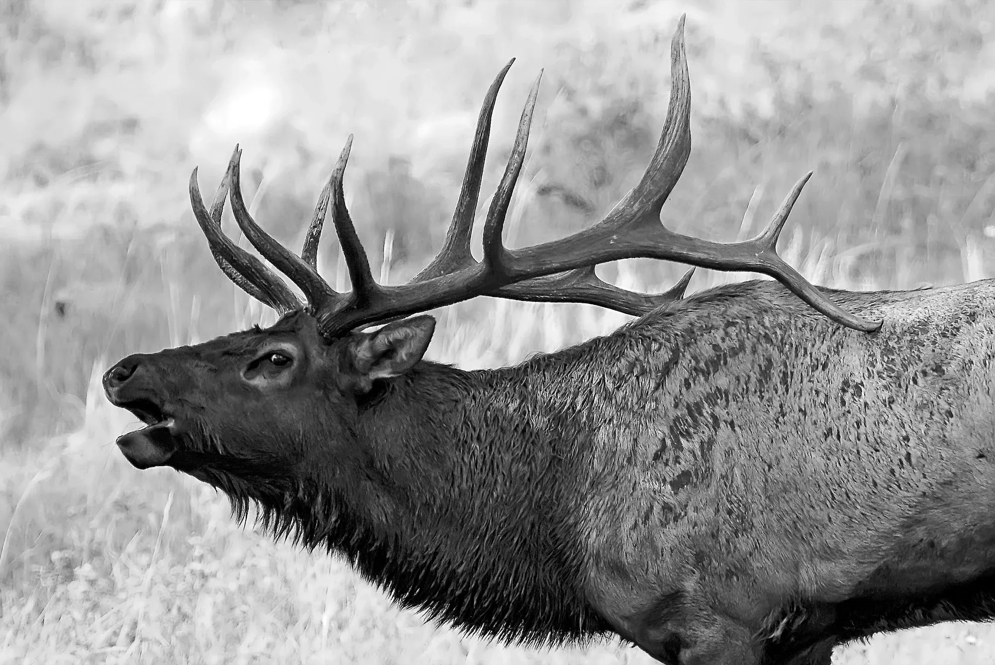 Elk gallery cover