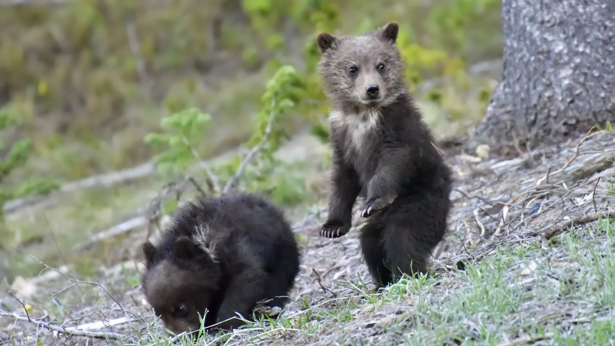 Grizzly Bear