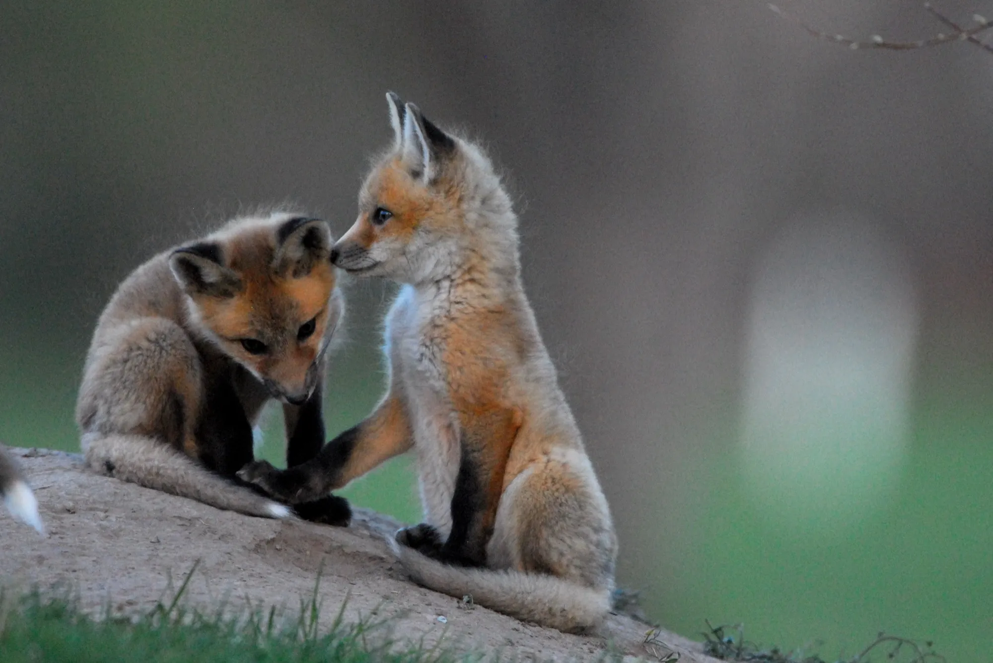 Red Fox