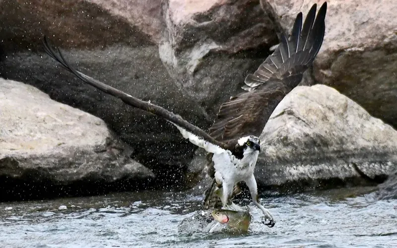 The Catch