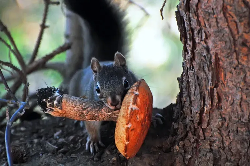 The Forager