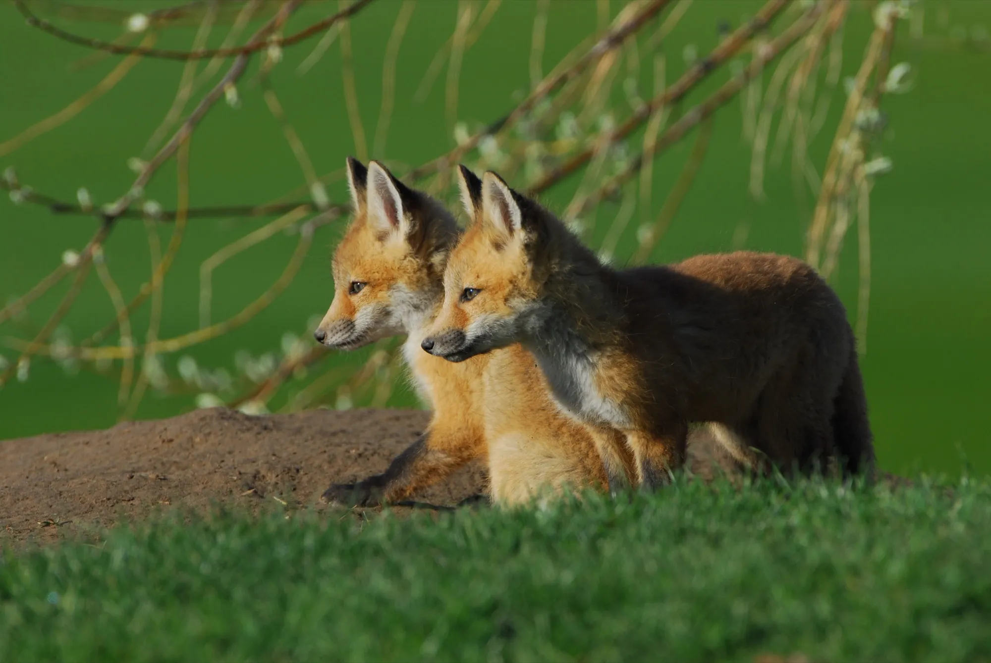 Red Fox
