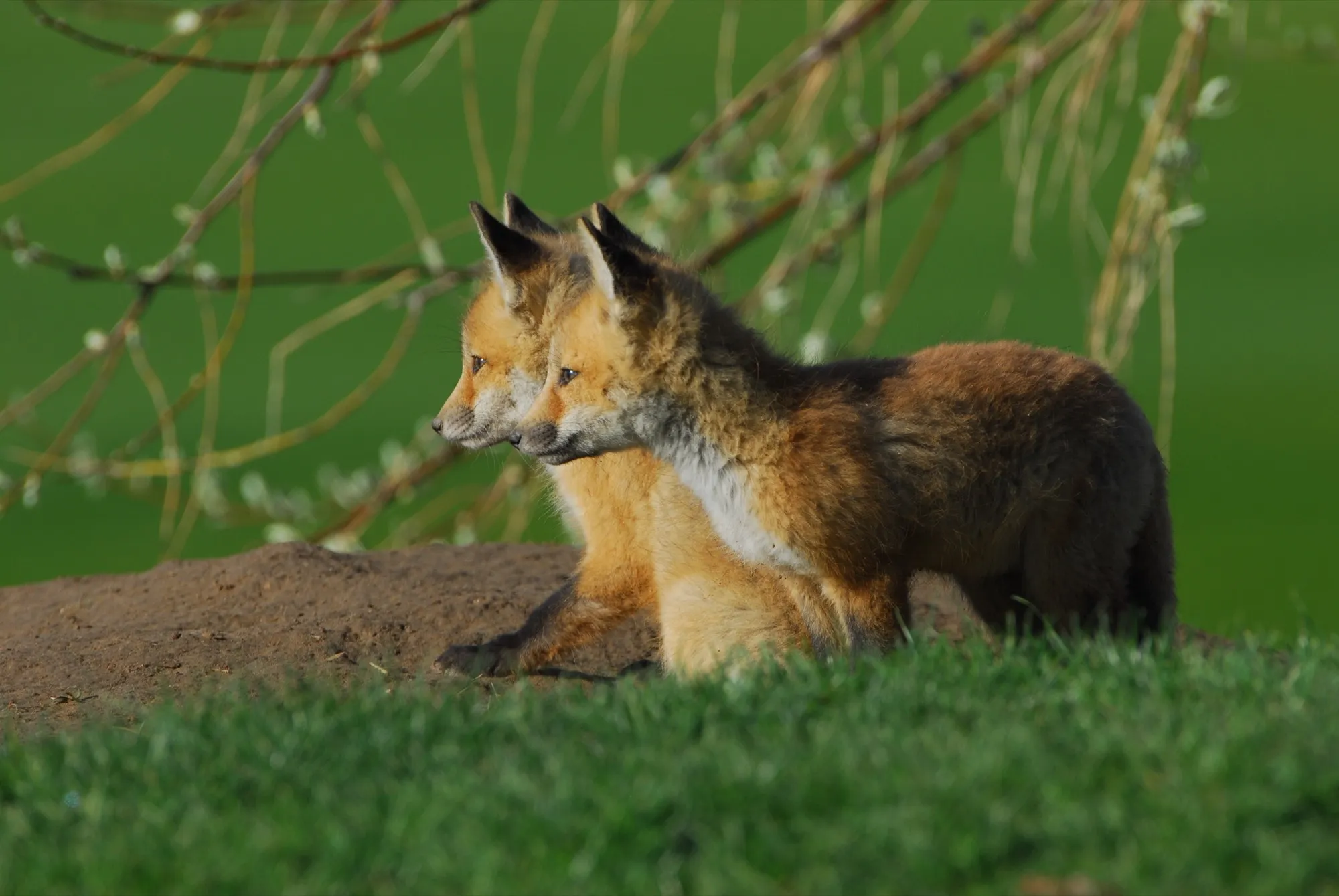 Red Fox