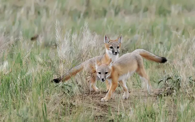 The Fox Family