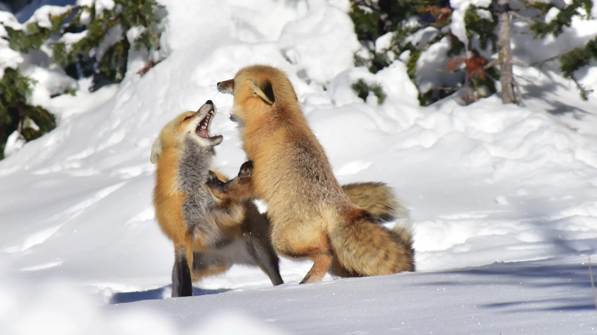 Red Fox
