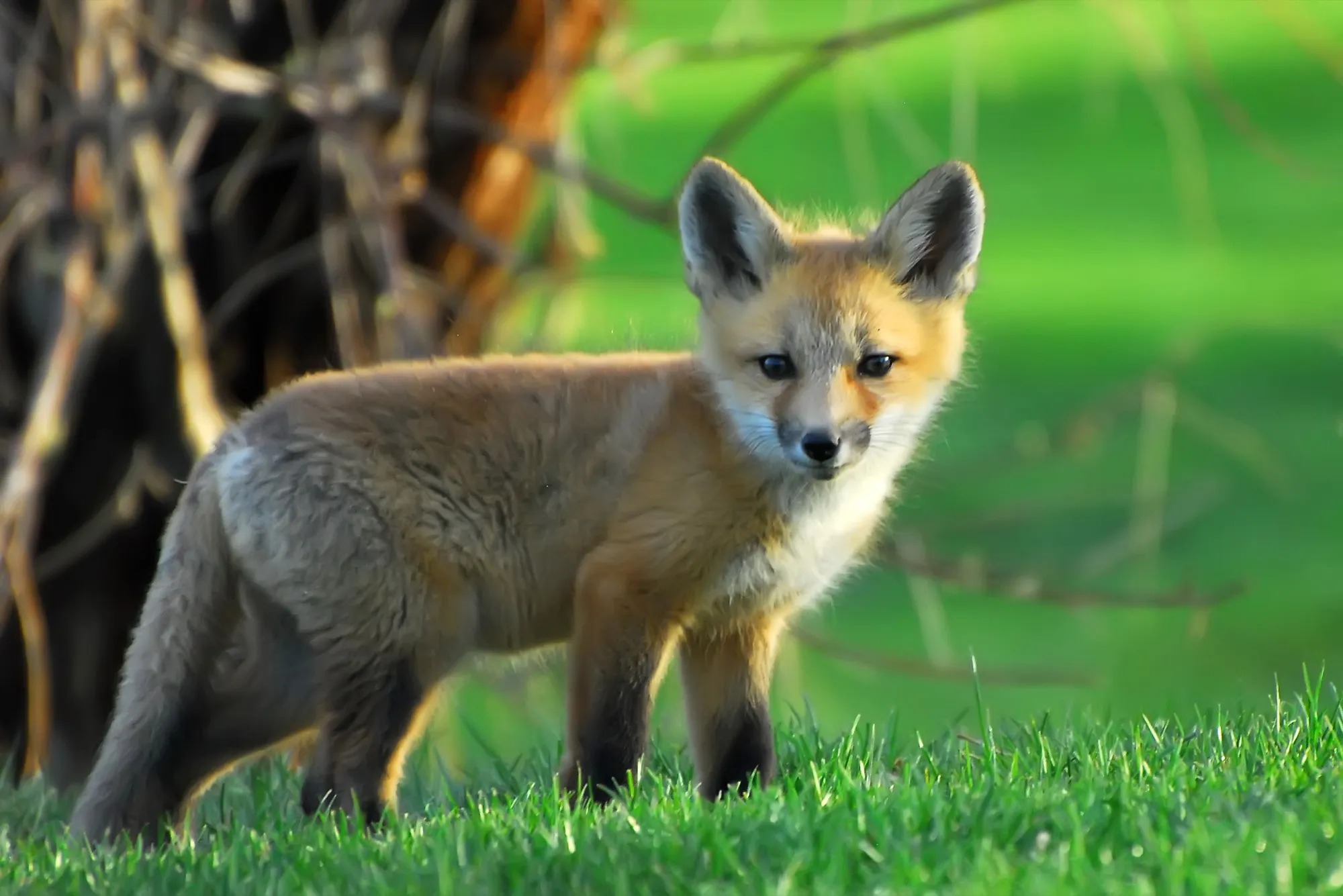 Red Fox