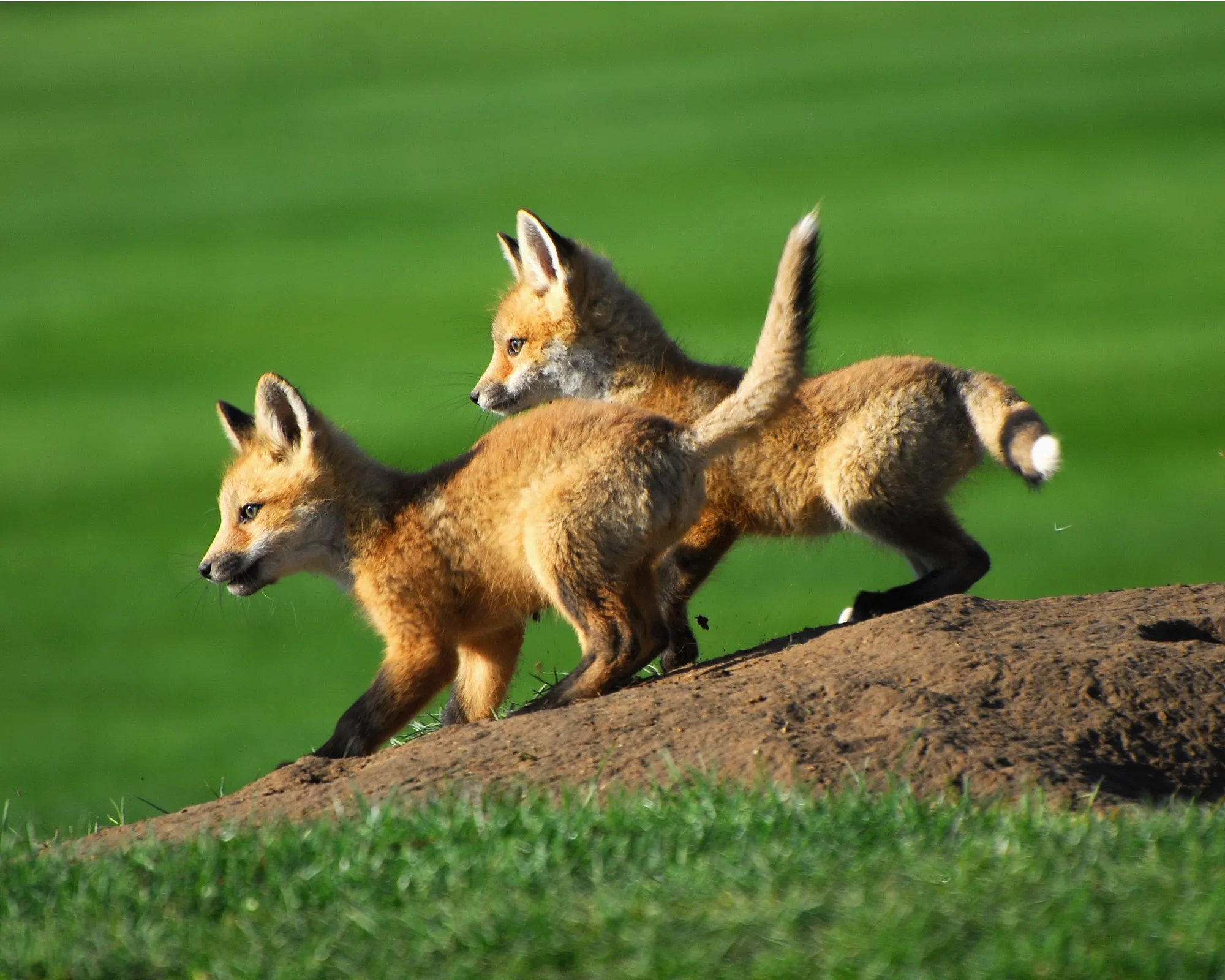 Red Fox