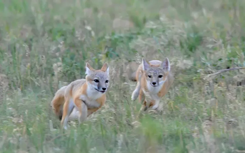 Running Together