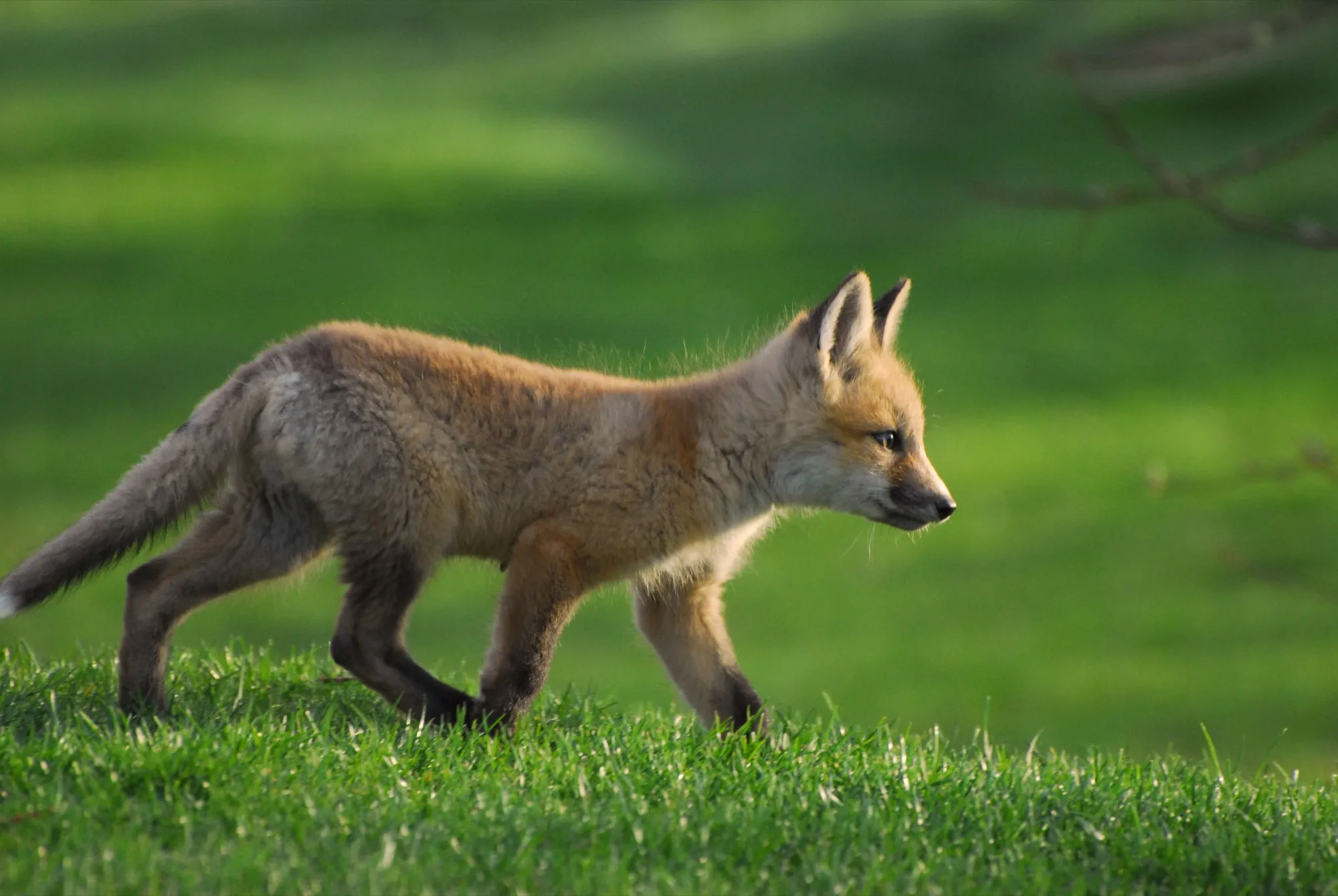 Red Fox